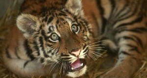 Tigre Angela: confisca definitiva. Sarà trasferita in un Santuario africano