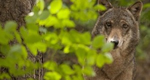 Lupi, Sottosegretario Ambiente apre confronto. Vogliamo il Piano online