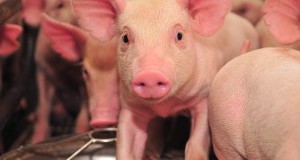 Allevamenti maiali e mutilazioni: 10 marzo la LAV al Parlamento UE