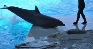 Zoomarine e Oltremare: nostra investigazione su condizione delfini