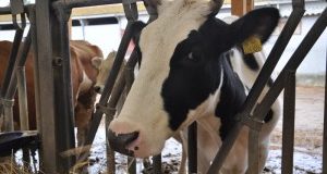 LAV agli Stati Generali del Benessere Animale, del Ministero della Salute