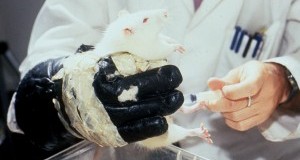Botox, con Associazioni animaliste di tutta Europa contro i test su animali