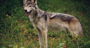 I nostri lupi non si abbattono: conferenza stampa LAV