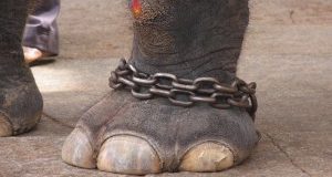 Alessandria, condannato American Circus per cinque elefanti a catena