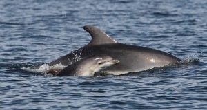 “Verso il primo Rifugio per Delfini nei Mari Italiani” – Workshop Internazionale