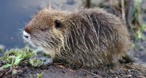 Veneto approva legge ammazza-nutrie: inutile e incostituzionale!