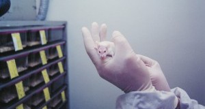 Test su animali: le alternative secondo i vivisettori