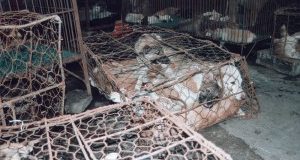 Fermiamo il Festival di Yulin. Richiesta di incontro con l’Ambasciatore cinese