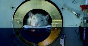 Animali ibernati per viaggi spaziali: non è scienza ma barbarie