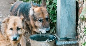 Wolf e Luna hanno una nuova amica. Grazie Camilla!