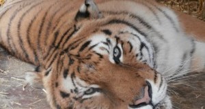 Maltrattamenti: LAV salva tigre e leone sequestrati a Circo Martini. Oggi il trasferimento in un Centro di Recupero