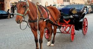 Roma: un altro cavallo cade a terra. Mesi contati per le botticelle romane