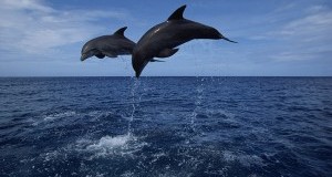 #LAVeraLibertà dei delfini ai campionati allievi di atletica leggera