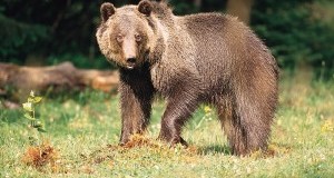 #Daniza: UE sospenda finanziamenti Provincia Trento. Gestione orsi inefficace