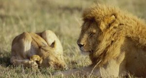 Ministro Galletti a Bruxelles dica SI alla protezione dei leoni in Africa