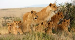 Conferenza della Parti CITES: per l’Italia massima protezione dei leoni africani