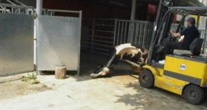 ITALCARNI: prove schiaccianti per veterinari ASL. Rinvio al 21 ottobre