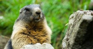 La Provincia di Bolzano, con le marmotte caccerà anche i turisti
