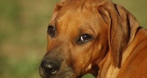 Furto animali: implementare database anagrafe canina per contrastare fenomeno