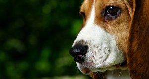 Ministero proroga ordinanza incolumità pubblica per aggressione cani