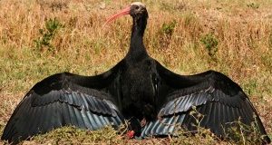 Vittoria al processo per l’uccisione di 2 ibis. Cacciatore condannato!!
