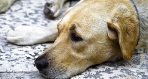 Investe cane e scappa: identificata veterinaria. L’Ordine chiarisca ora!
