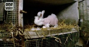 Lana d’angora. Una crudeltà praticata anche in Europa.