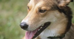 Breno (BS): uccisero cane a calci, due rinviati a giudizio. Lav parte civile