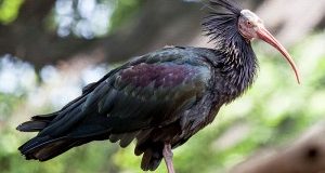 Bracconaggio senza limiti: ucciso un rarissimo ibis eremita.