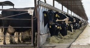 Alimentazione e clima: Renzi dica no al sostegno dell’industria di carne