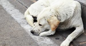 Cane morto per sevizie. L’orrore corre sul web