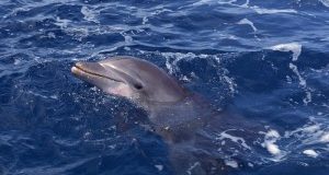 Venezia: evitare contatti con il delfino