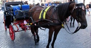 Botticelle: svolta storica. Da gennaio soltanto nelle ville storiche di Roma