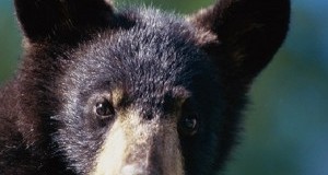 #DANIZA: Commissione UE fermi finanziamenti. Ministro Ambiente garantisca sopravvivenza cuccioli.