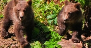 #Daniza, Procura di Trento ci notifca provvedimento: sì autopsia indipendente e CFS assume tutela cuccioli, con forestale provinciale