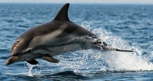 #LAVeraLibertà dei delfini è solo in mare! Guarda il video del “dolphin watching”