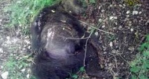 Orso ucciso da fucilata in Abruzzo. LAV: Ministro Interno blocchi apertura caccia domenica prossima