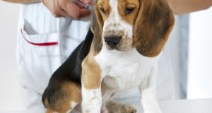 Farmaci per animali anche 15 volte più cari che per umani: la nostra proposta