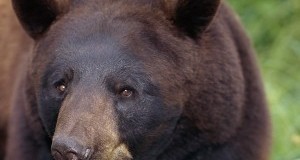 Uccisione orso Abruzzo, c’è indagato. Lav: contestare anche furto venatorio e distruzione specie protetta. Revocare licenza di caccia e porto d’armi