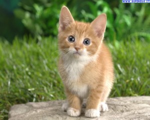 Il Gatto Dagli Occhi Dolci Di Shrek Esiste Davvero Foto A Portata Di Zampa