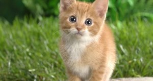 Blind Cat Rescue, il santuario per <b>gatti</b> ciechi