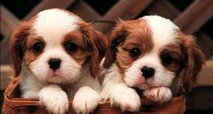 I piccoli imparano il rapporto coi <b>cani</b>